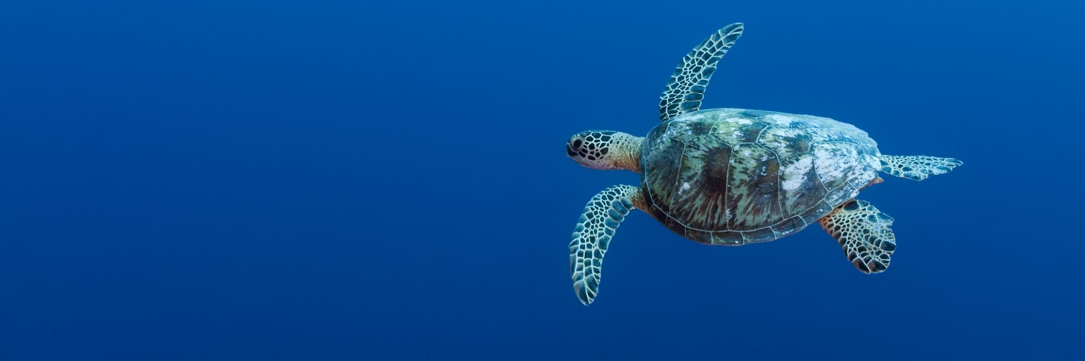 Schildkröte auf blauem Hintergrund