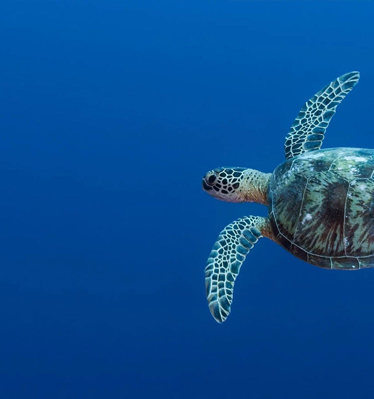 Schildkröte auf blauem Hintergrund